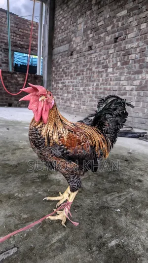 Native Hill Breeder Rooster