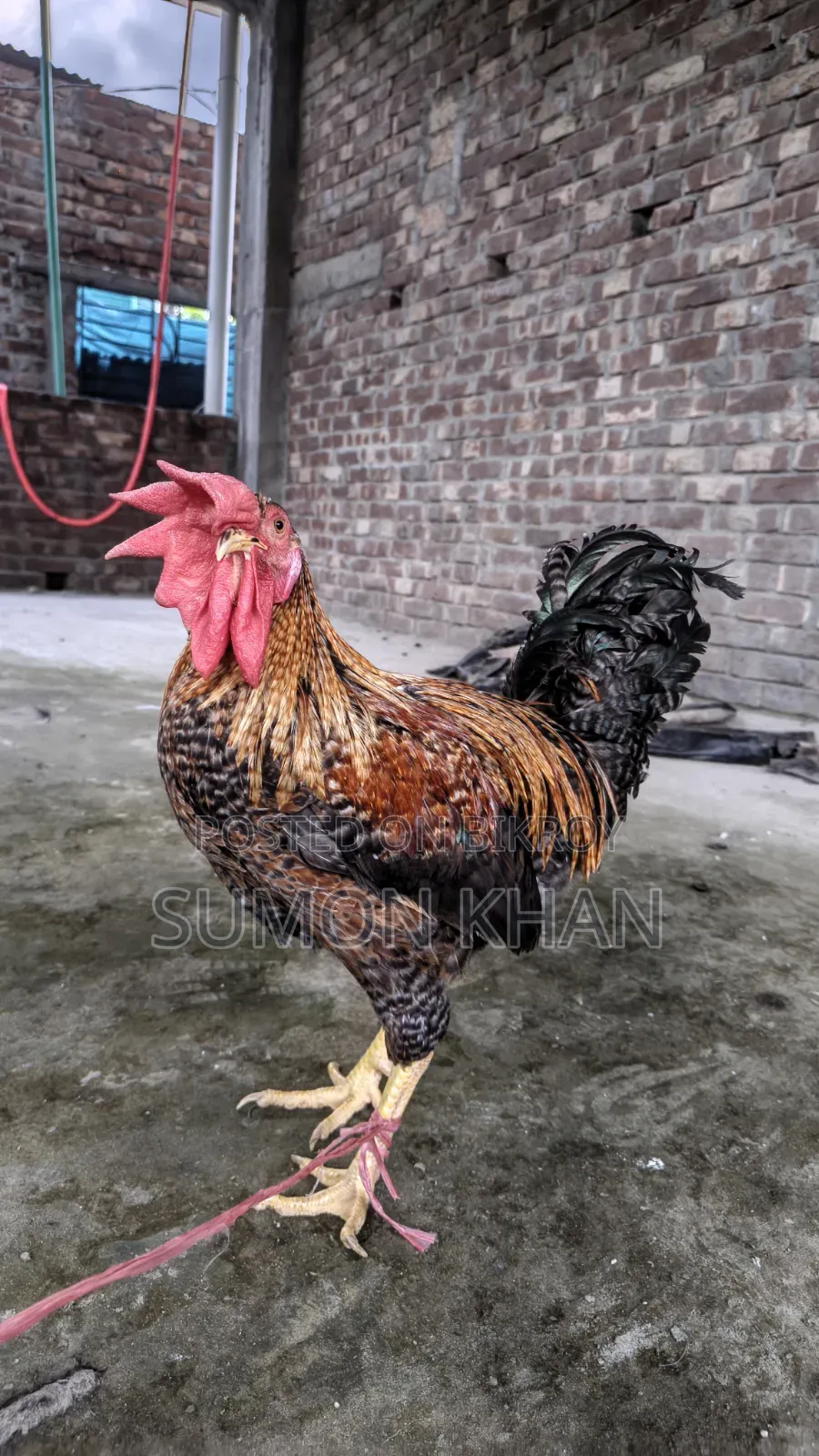 Native Hill Breeder Rooster