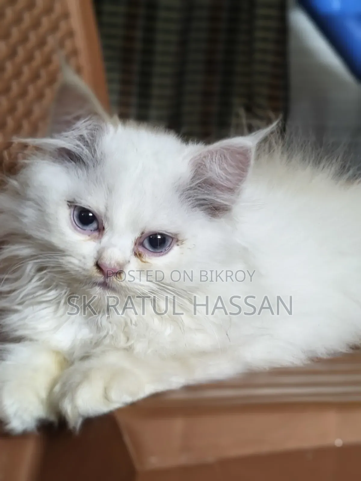 3-6 Months Male Purebred Persian