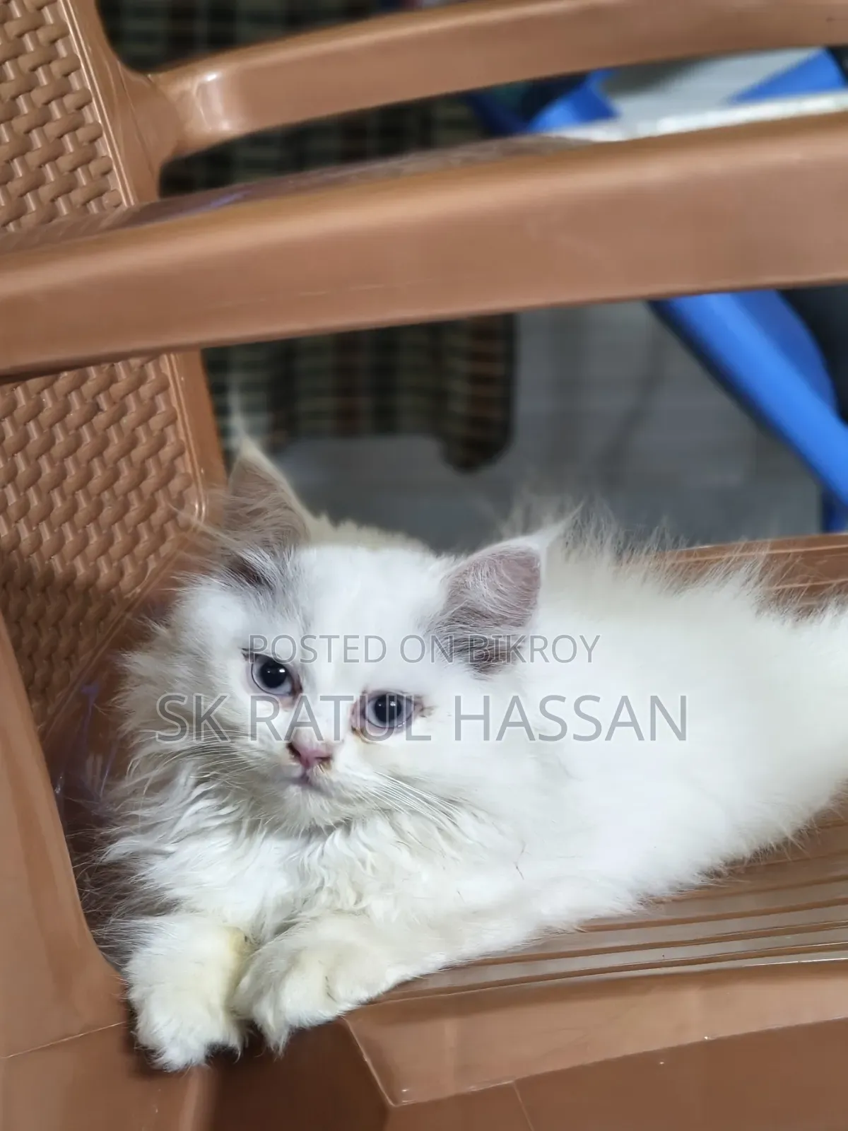3-6 Months Male Purebred Persian