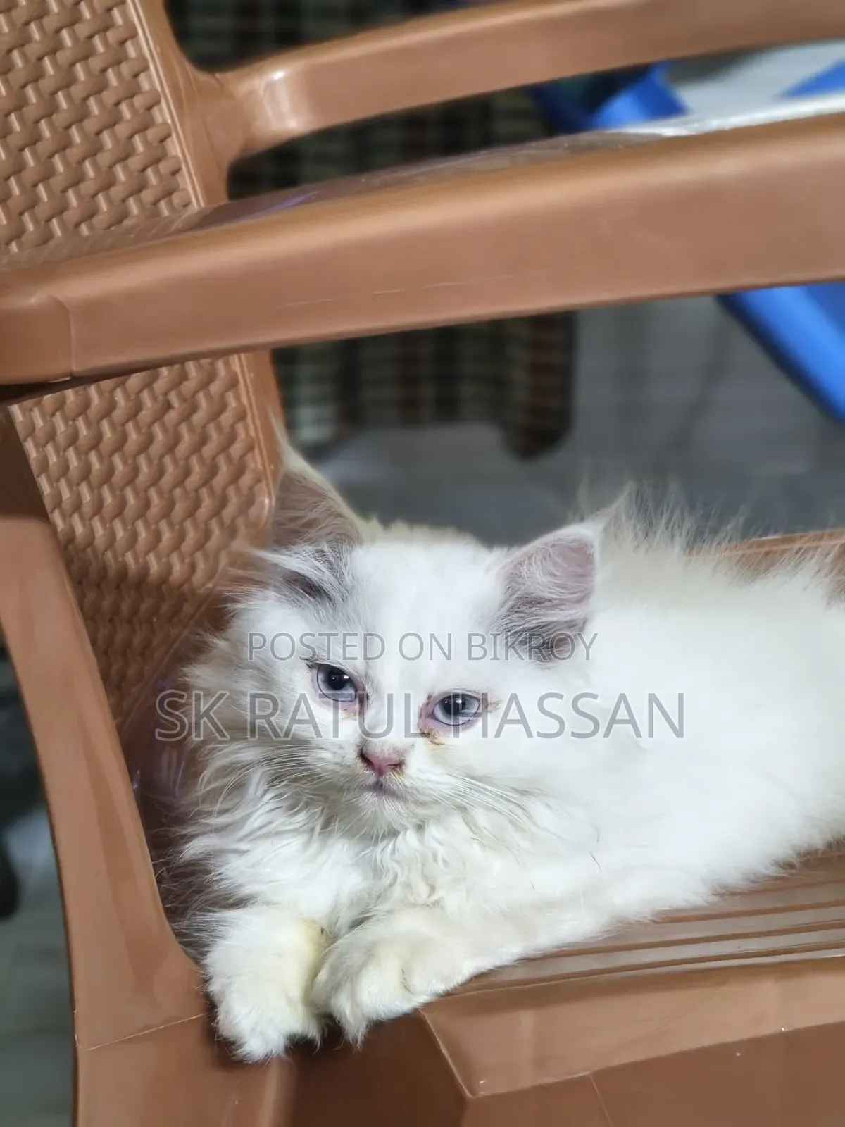 3-6 Months Male Purebred Persian