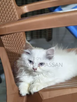 3-6 Months Male Purebred Persian
