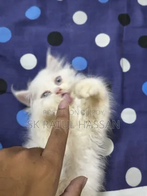3-6 Months Male Purebred Persian