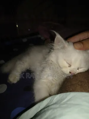 3-6 Months Male Purebred Persian
