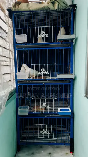 Cage for Sale with birds