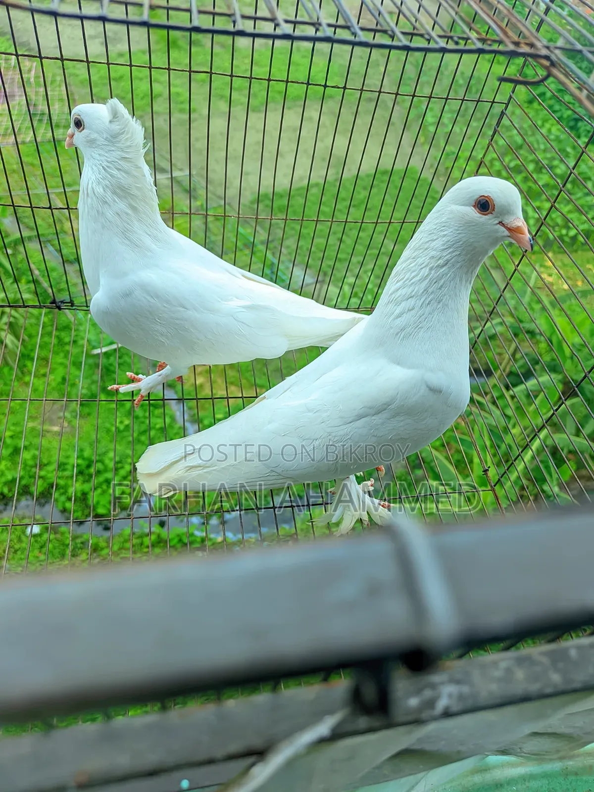 Cage for Sale with birds
