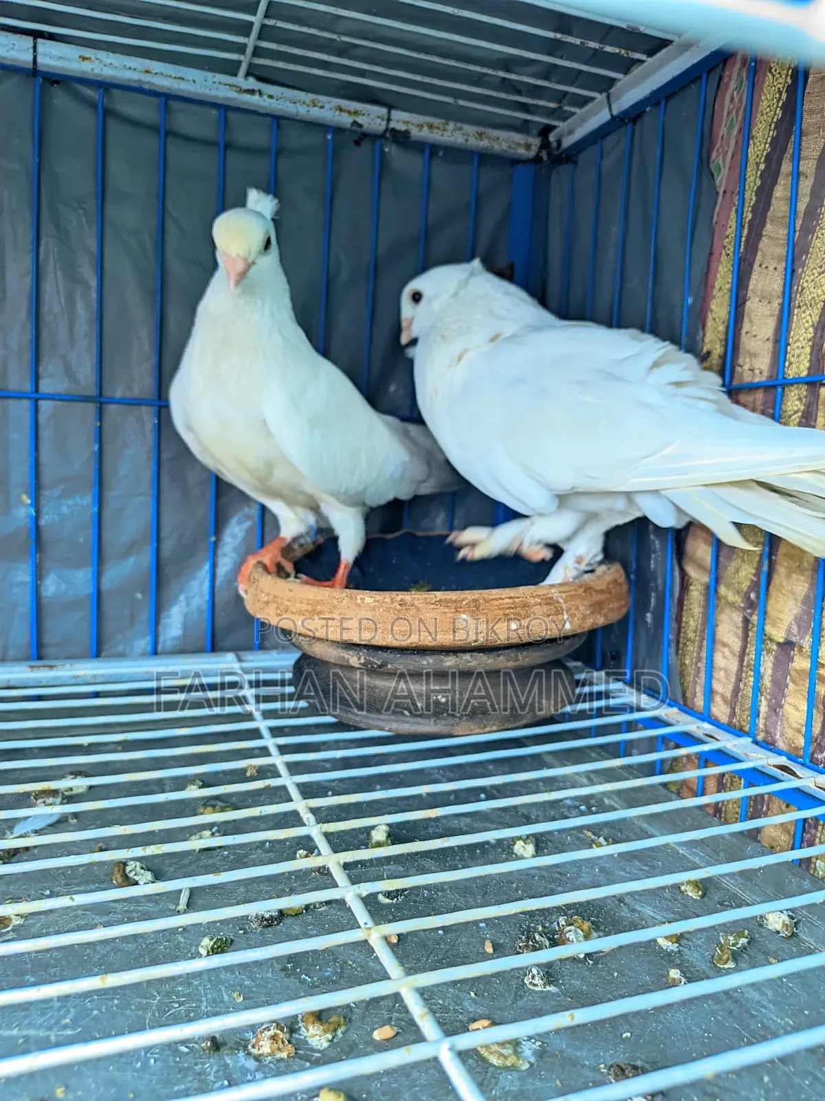 Cage for Sale with birds