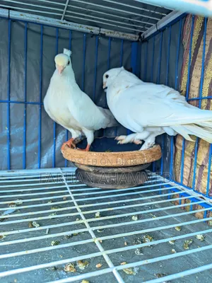 Cage for Sale with birds