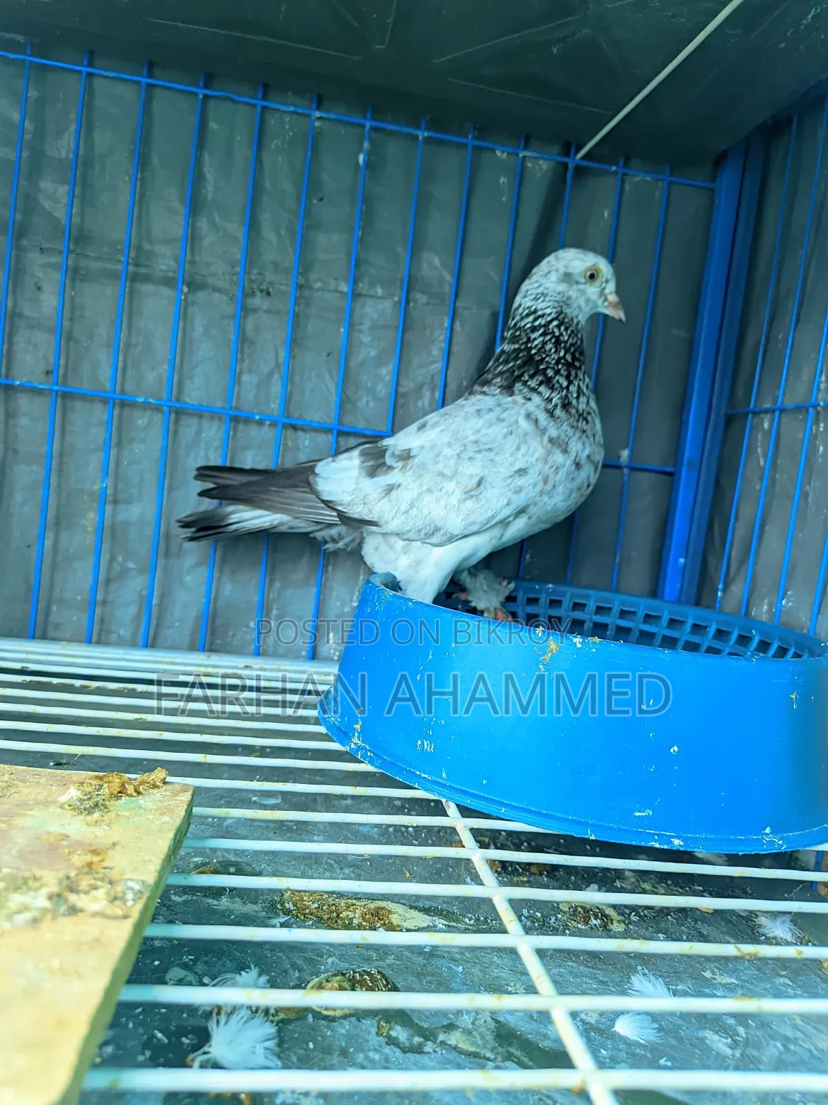Cage for Sale with birds