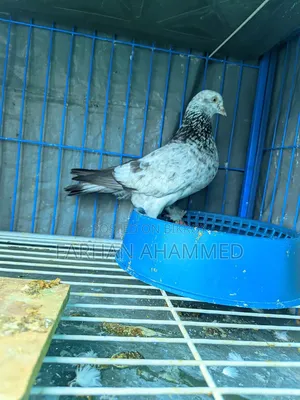 Cage for Sale with birds