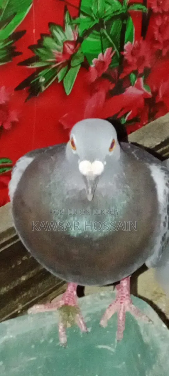 Maxi Racer Pigeon