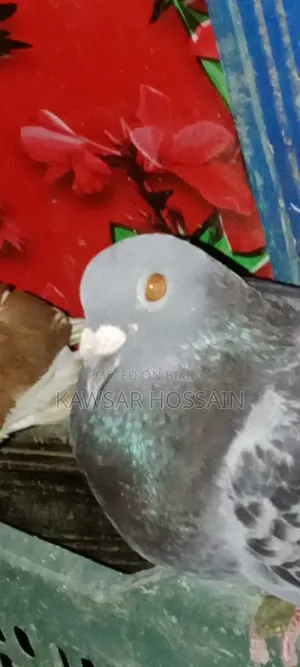 Maxi Racer Pigeon