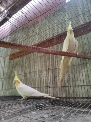 Cockatiel Bird