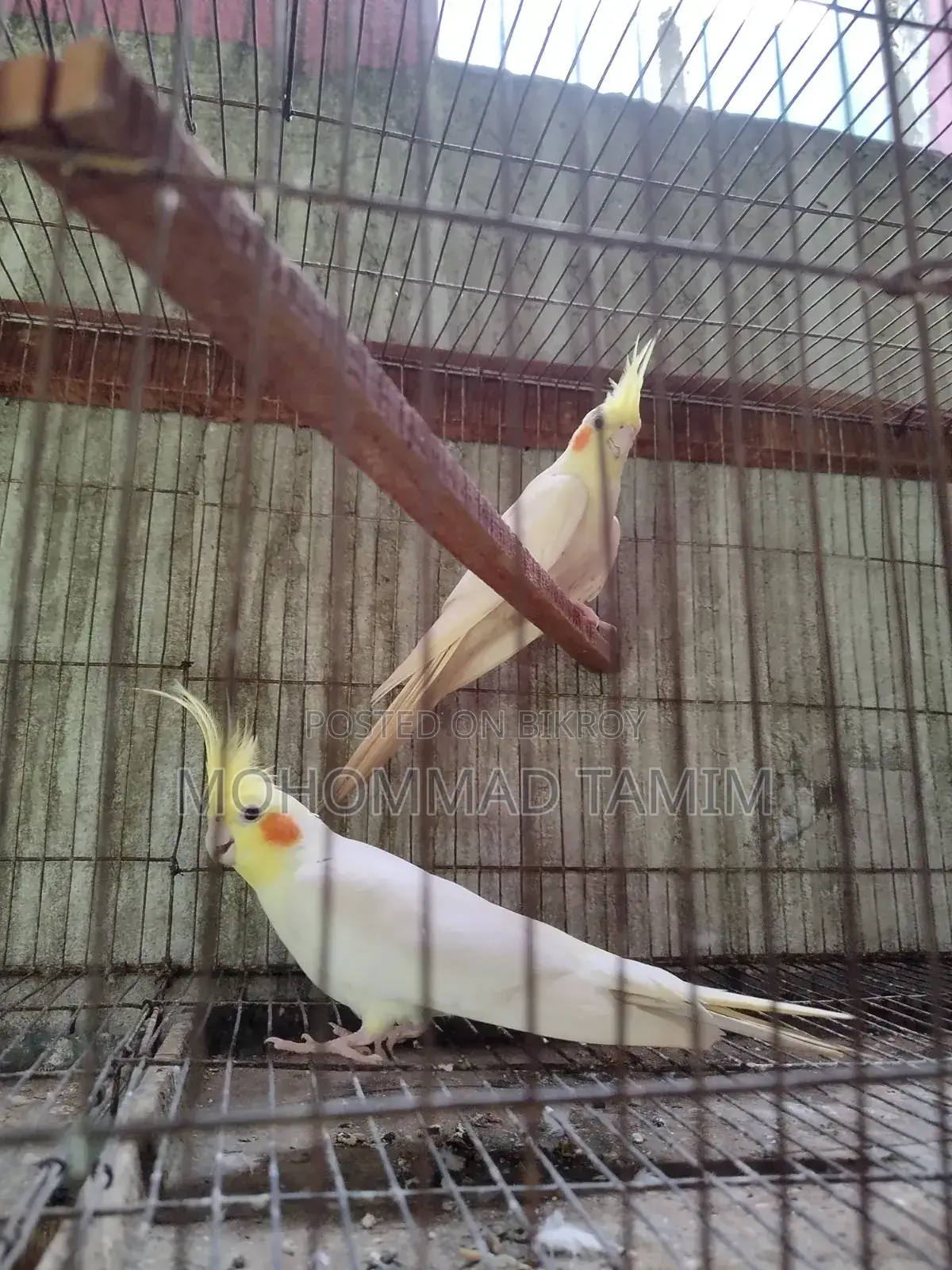 Cockatiel Bird