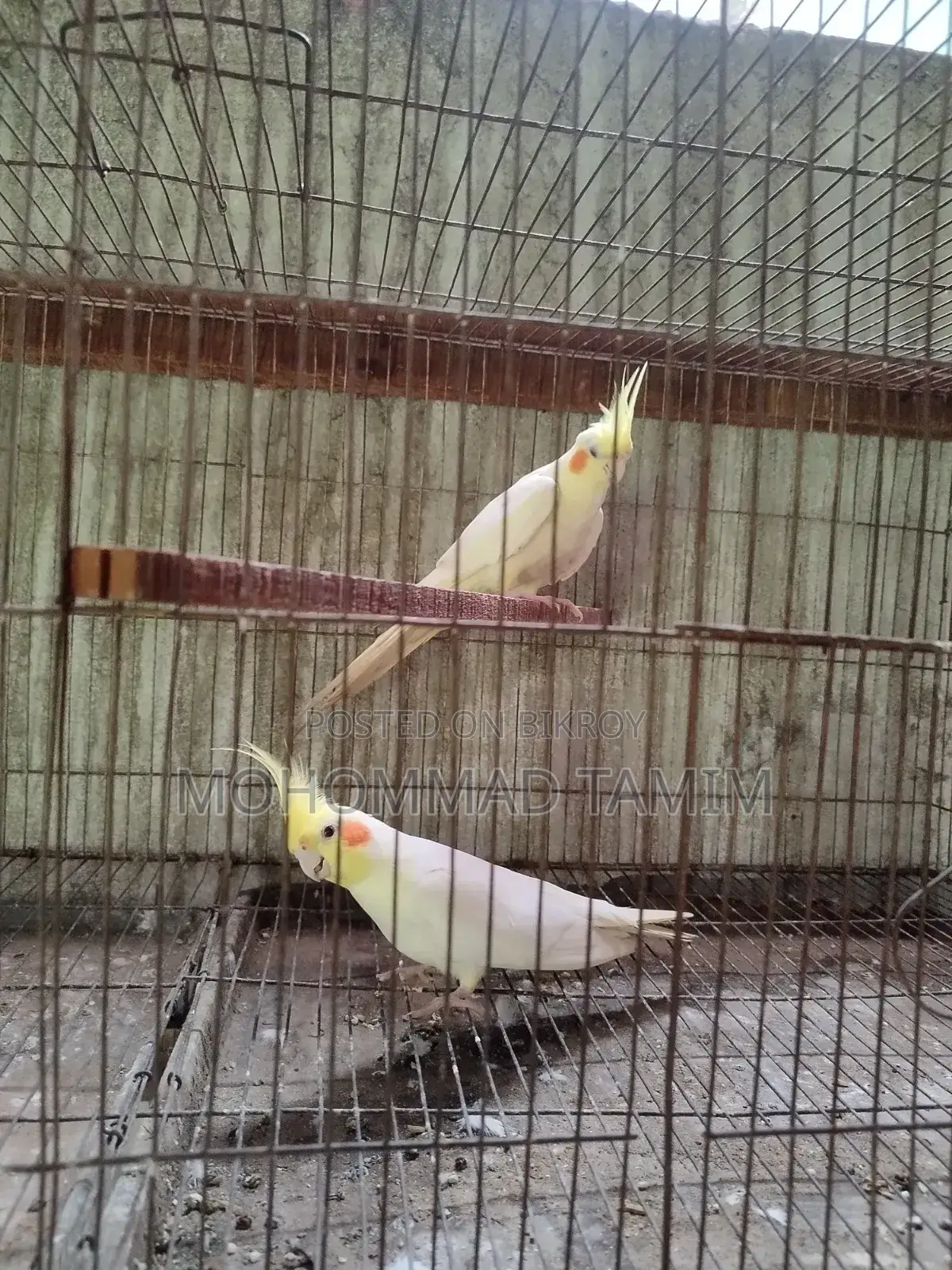 Cockatiel Bird