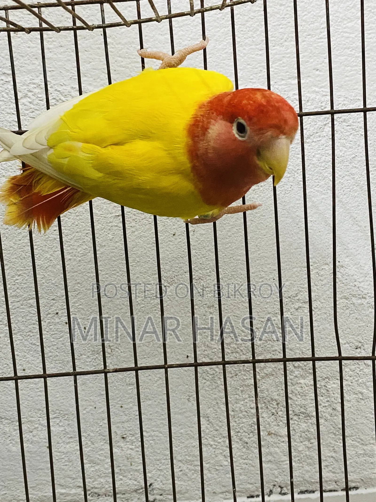 Lutino Opaline Love Bird Adult