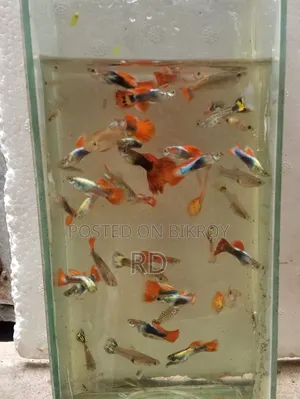 High Quality Fencimix Guppy