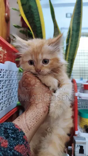 3-6 Months Male Purebred Persian