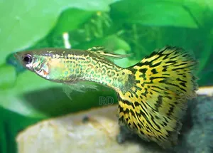 Yellow Snake Skin Cobra Guppy