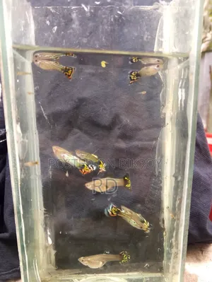 Yellow Snake Skin Cobra Guppy