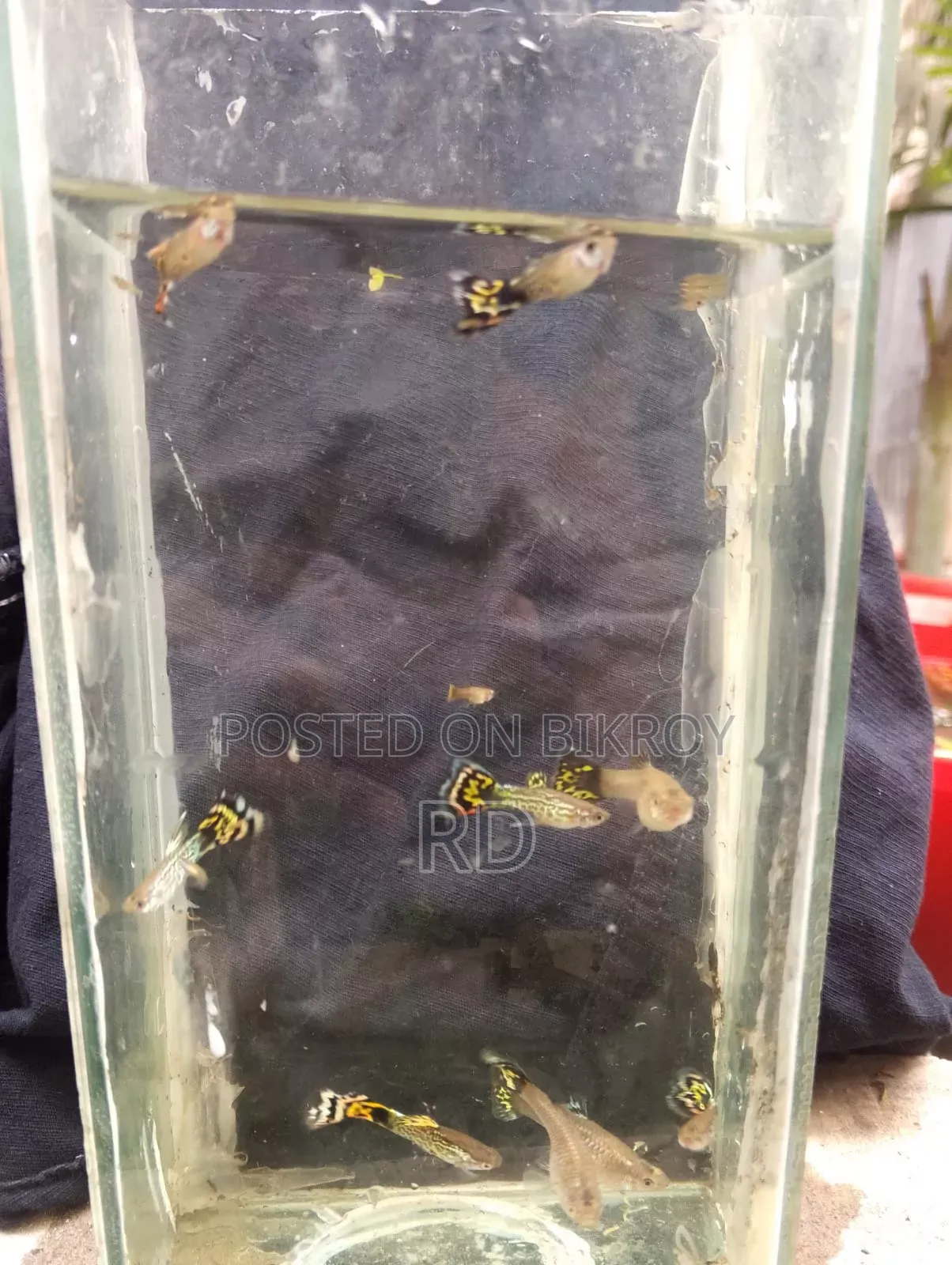 Yellow Snake Skin Cobra Guppy