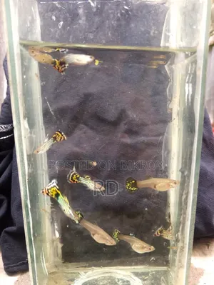 Yellow Snake Skin Cobra Guppy