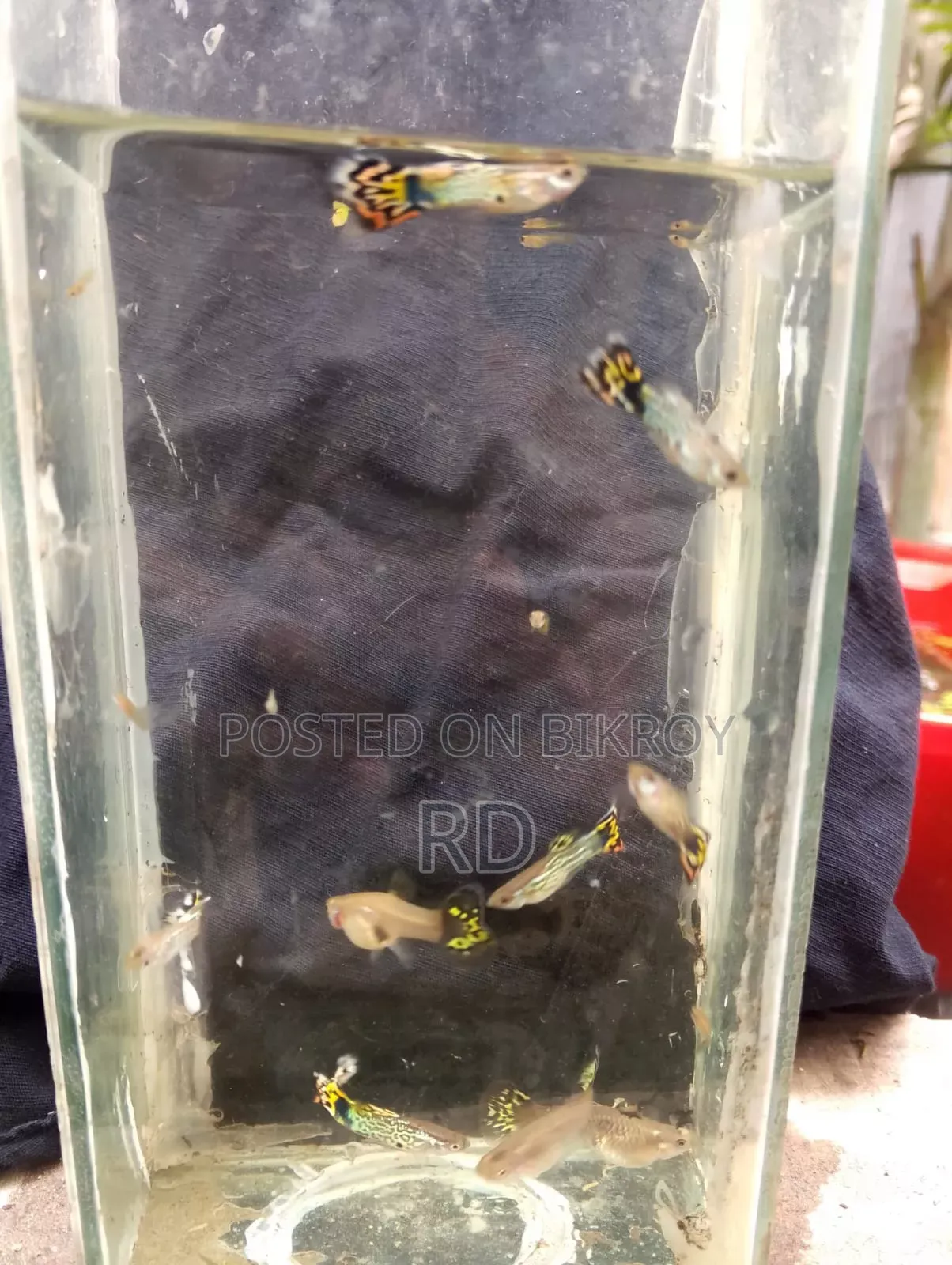 Yellow Snake Skin Cobra Guppy