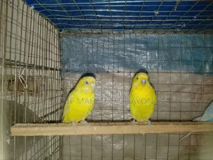বাজরিগার পাখি