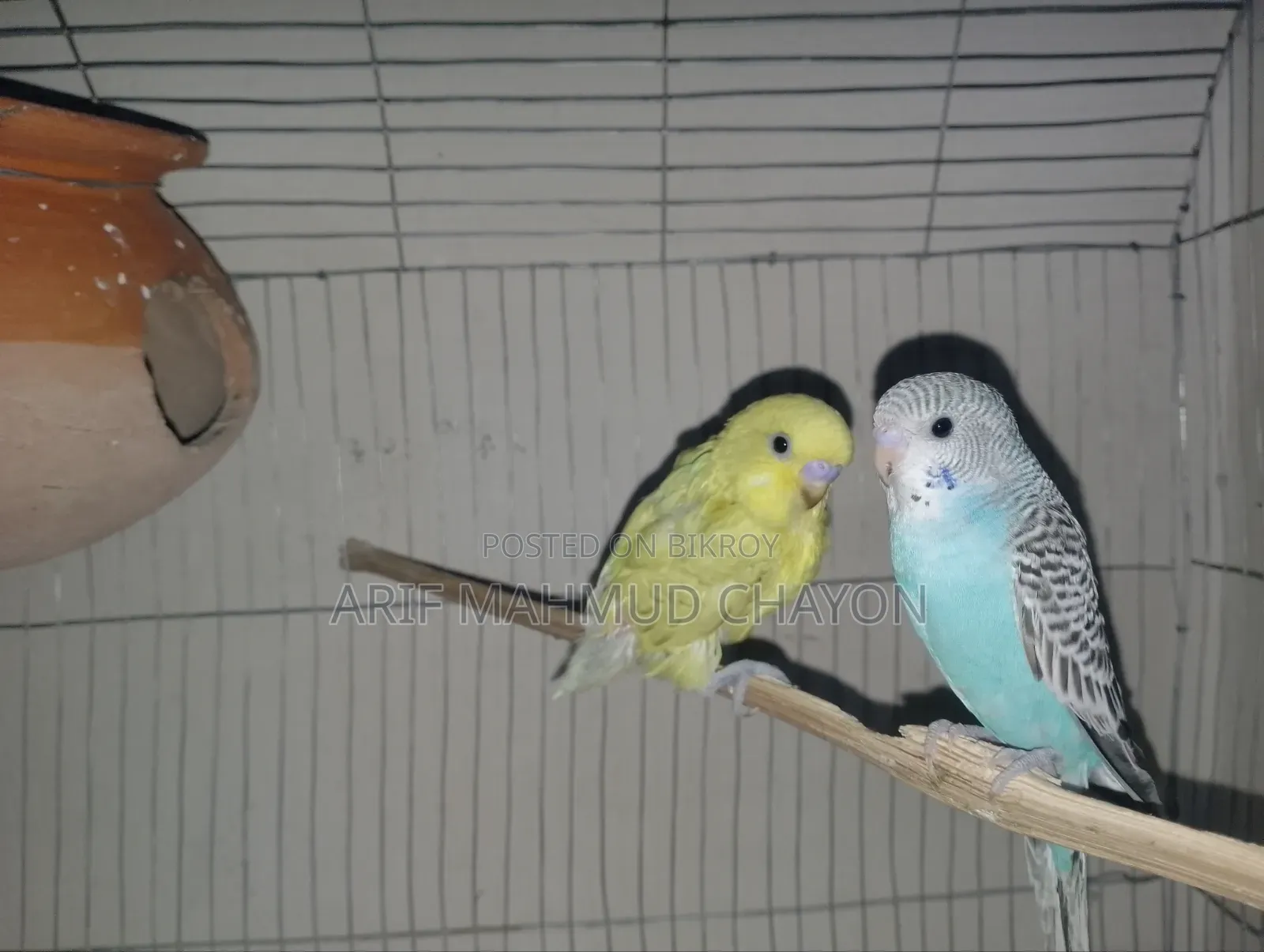 Budgerigar Birds