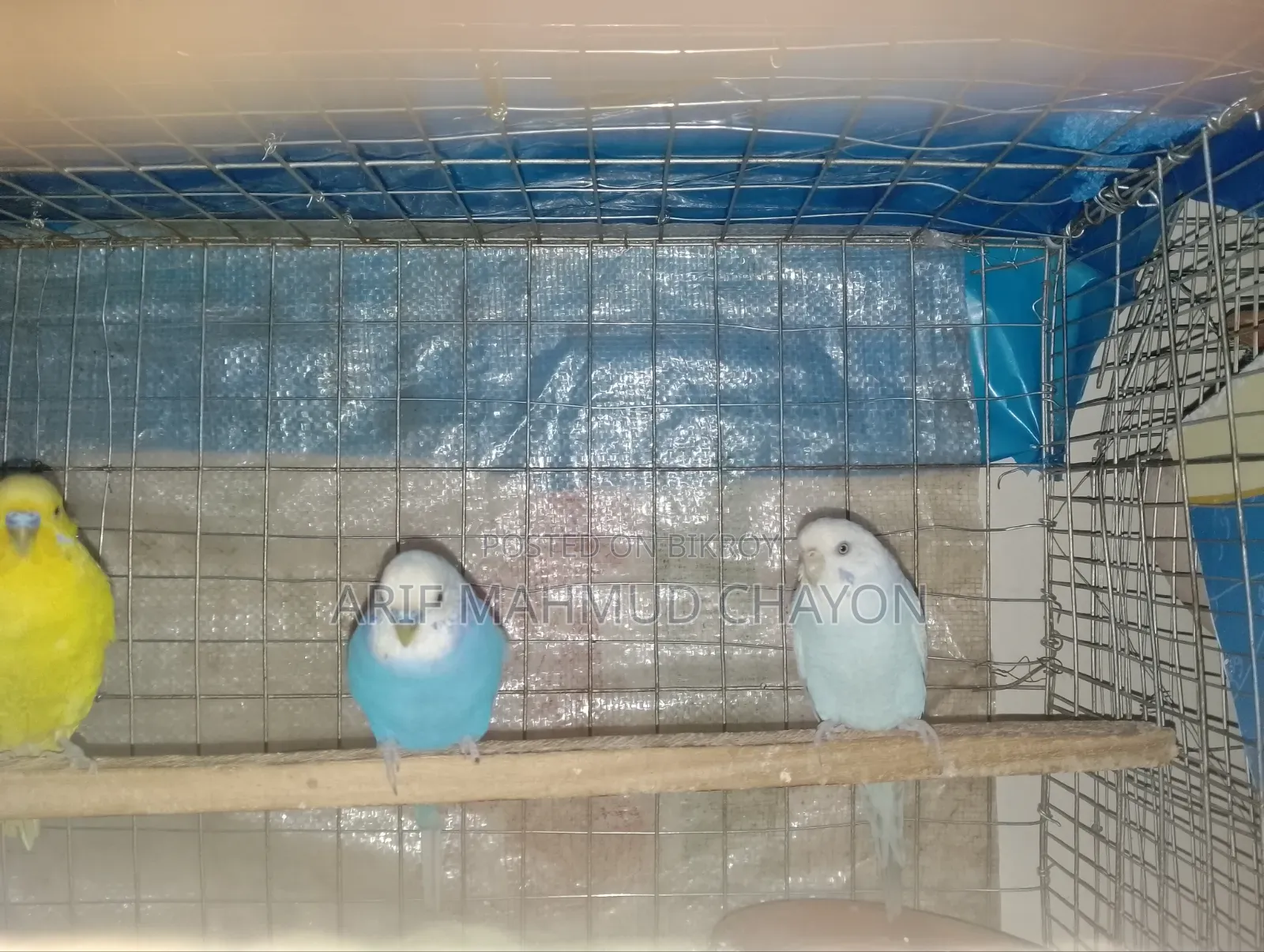 Budgerigar Birds