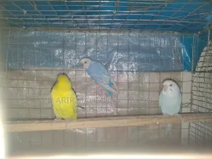 Budgerigar Birds