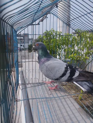 Racer Pigeon Male
