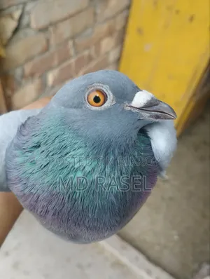 Racer Pigeon Male