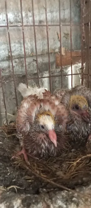 Pigeon Sale