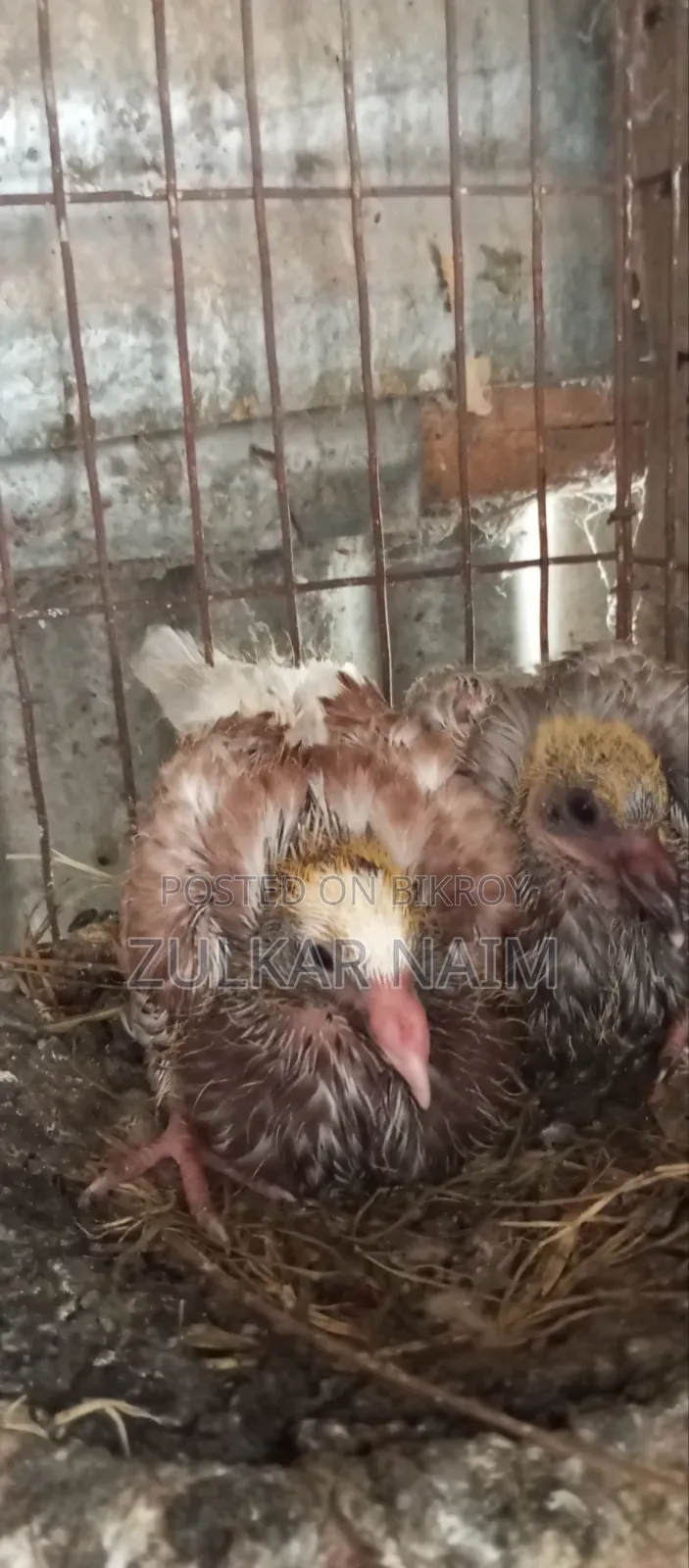 Pigeon Sale