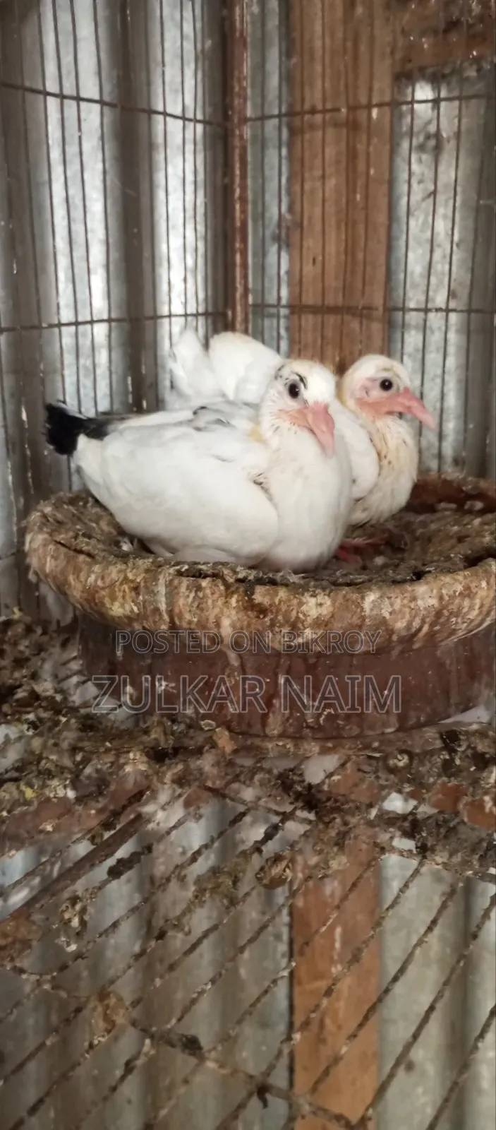 Pigeon Sale