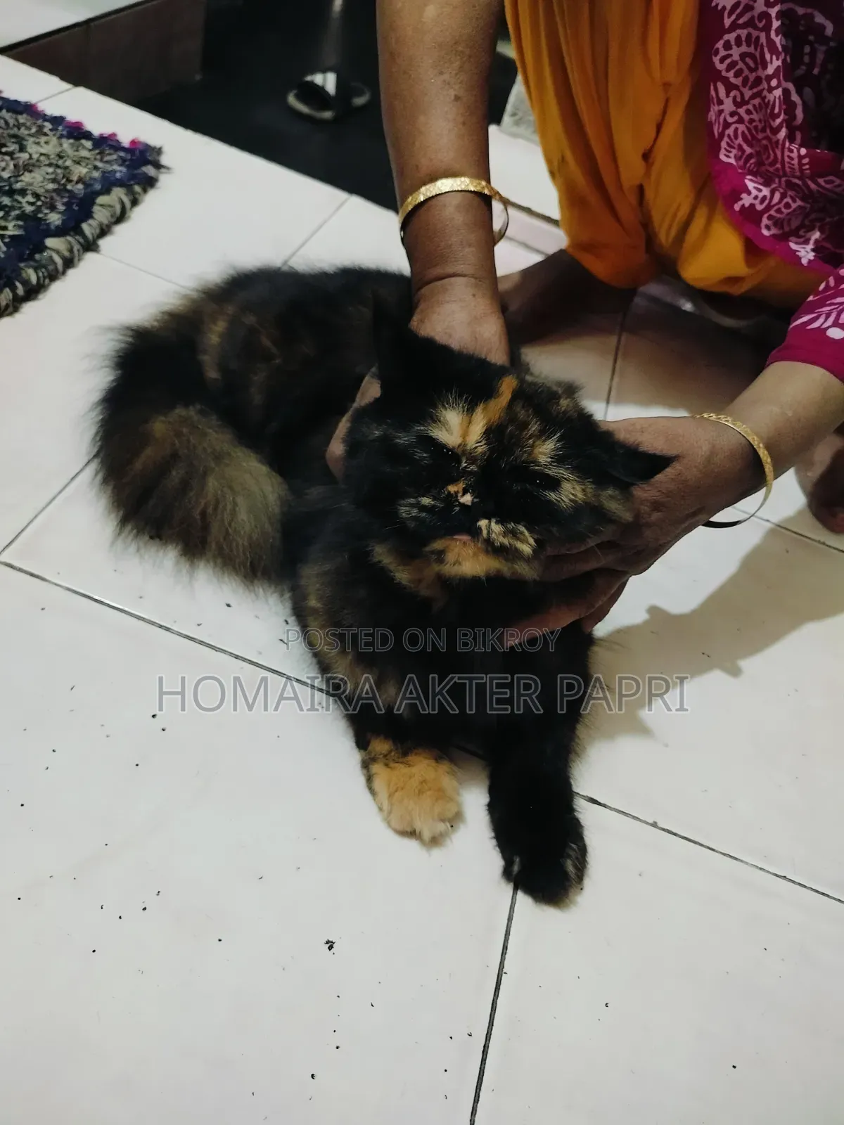 ১+ বছরের ফিমেল পিওরব্রেড পার্সিয়ান বিড়াল
