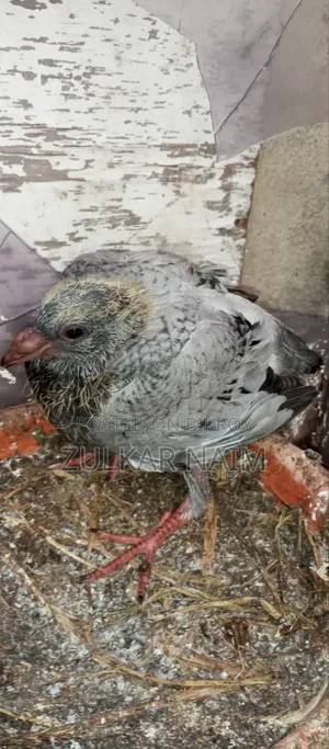 Pigeon Sale
