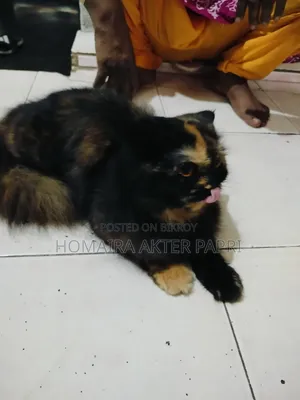 ১+ বছরের ফিমেল পিওরব্রেড পার্সিয়ান বিড়াল