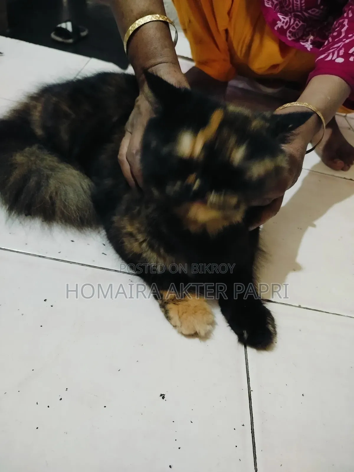 ১+ বছরের ফিমেল পিওরব্রেড পার্সিয়ান বিড়াল