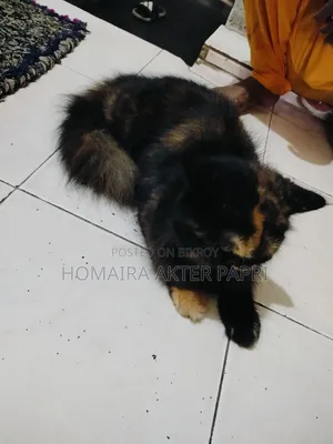 ১+ বছরের ফিমেল পিওরব্রেড পার্সিয়ান বিড়াল