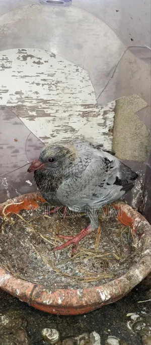 Pigeon Sale
