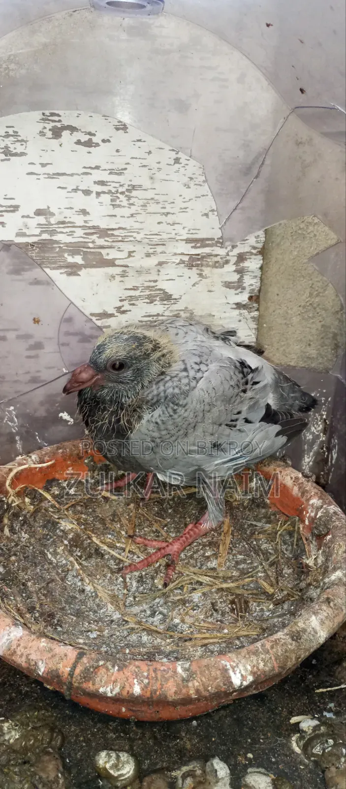 Pigeon Sale