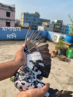 ডাবল লাল গিয়ার বাবরা কবুতর