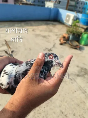 Double Red Gear Babra Pigeon
