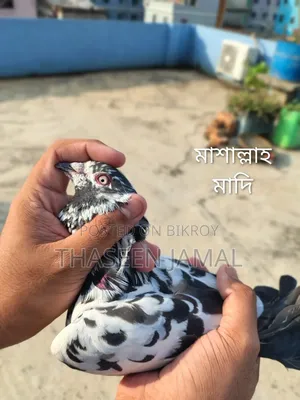 Double Red Gear Babra Pigeon