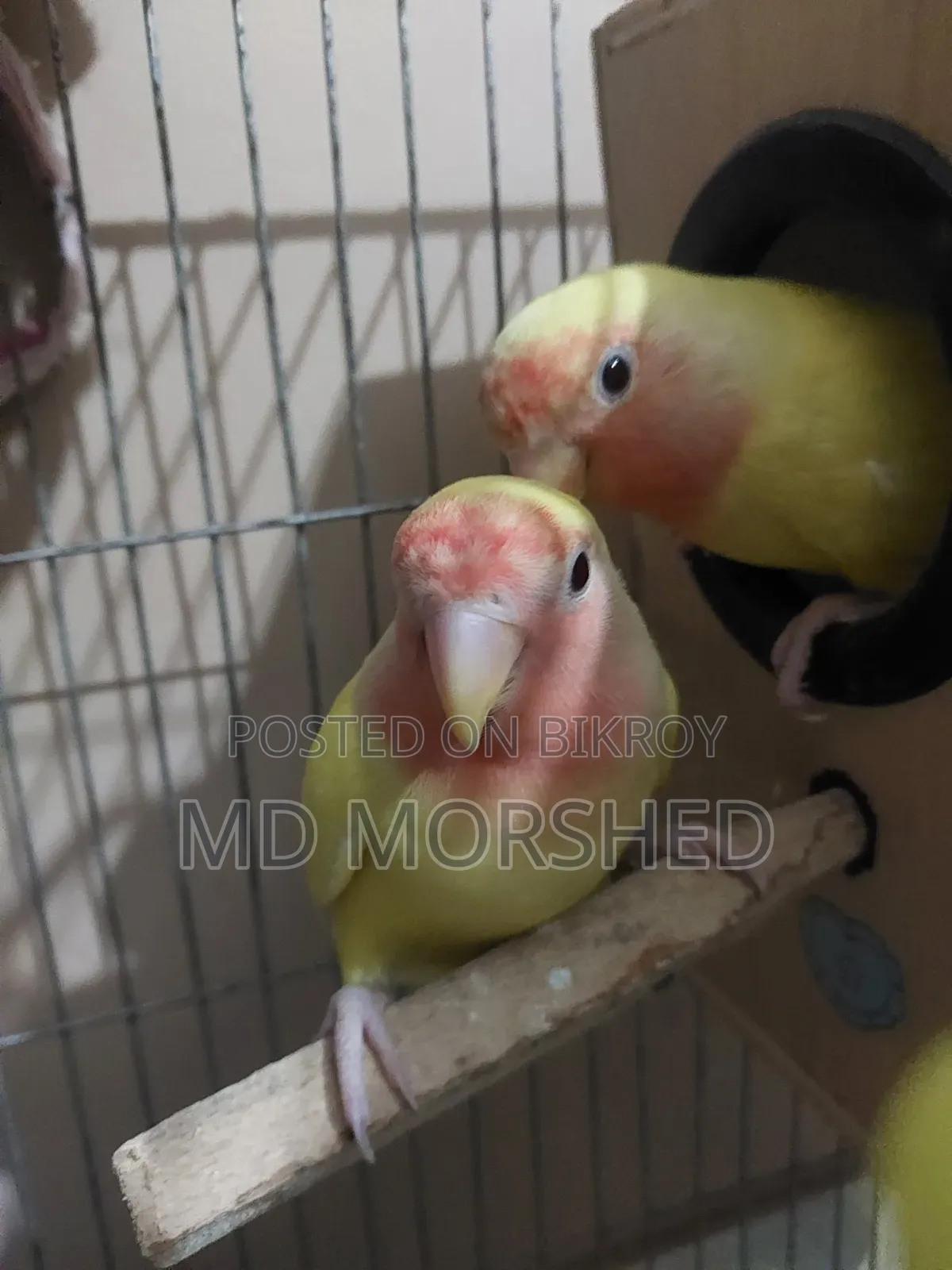 Quality Full Lutino Lovebird (Running Pair)