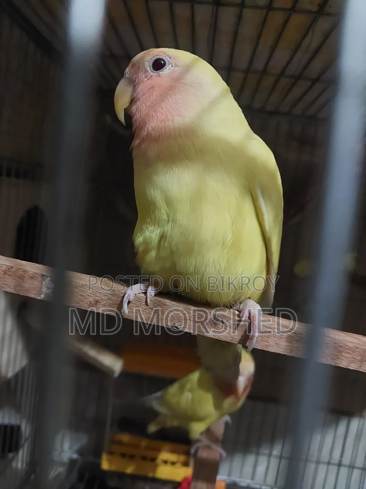 Quality Full Lutino Lovebird (Running Pair)