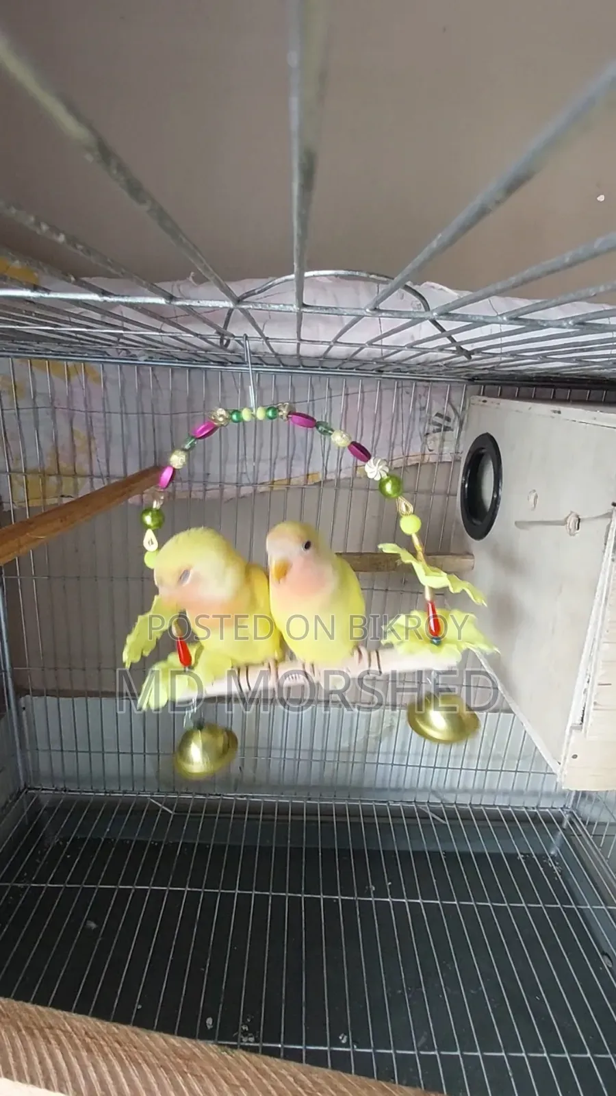 Quality Full Lutino Lovebird (Running Pair)