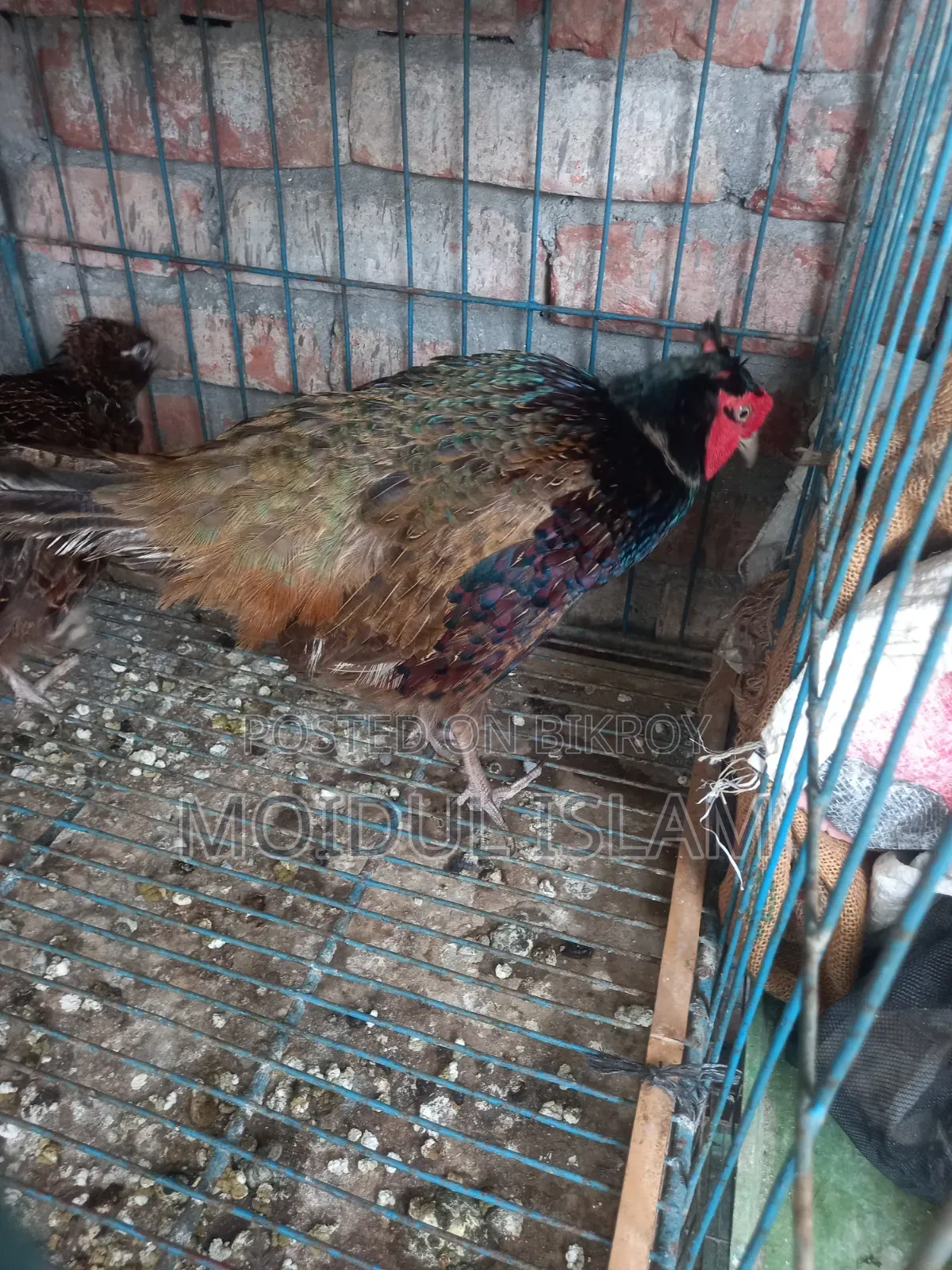 Running Green Pheasant